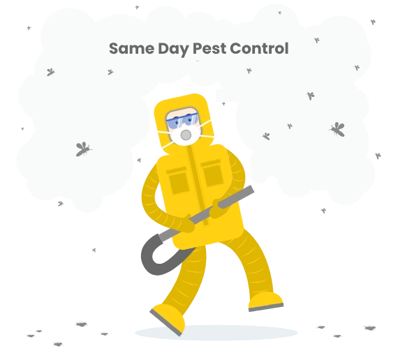 same day pest control